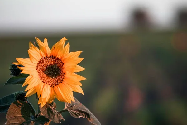 Ein Flacher Fokus Einer Sonnenblume Bei Sonnenaufgang Mit Verschwommenem Hintergrund — Stockfoto