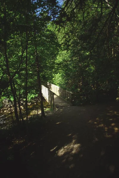 平和な森の中の木製の橋の垂直ショット — ストック写真