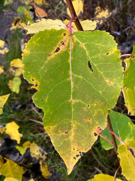 Pionowe Ujęcie Upadłego Liścia Klonu Autumn — Zdjęcie stockowe