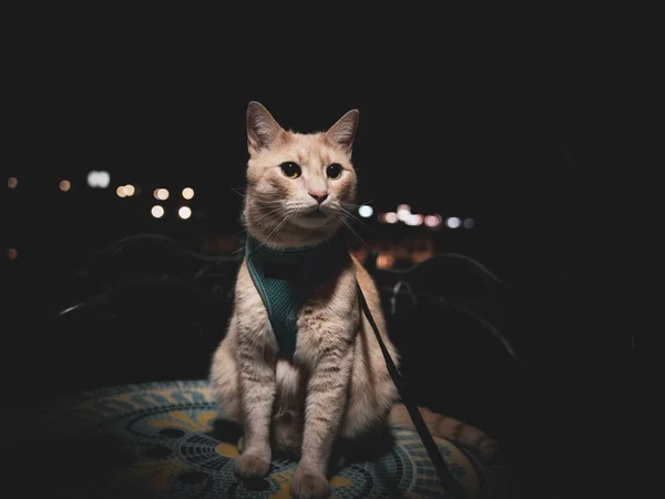 Nahaufnahme Einer Orangefarbenen Katze Mit Geschirr Der Nacht — Stockfoto