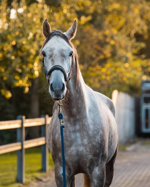 Gray Arabian Horse Dark Halter Posing Outdoors — Stock Photo, Image