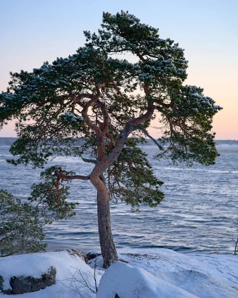 바다의 눈덮인 해변에서 자라는 나무의 — 스톡 사진