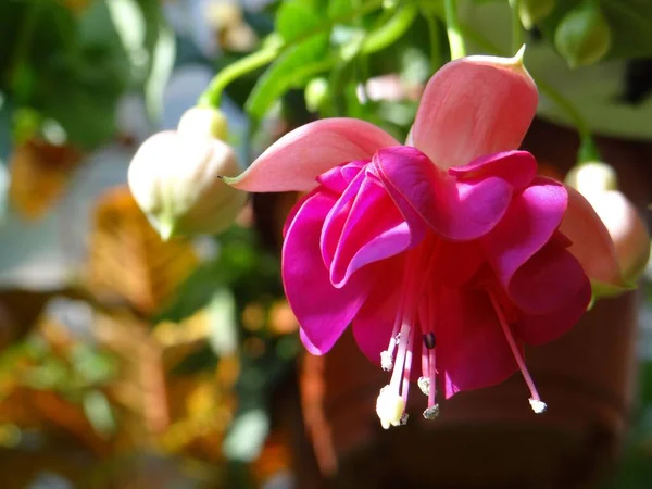 Gros Plan Fuchsia Hybride Rose Avec Des Pétales Incurvés Sur — Photo