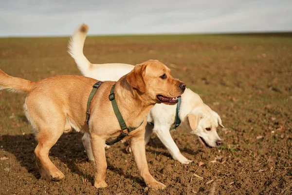 Dva Roztomilí Labradorští Psi Běhající Trávě — Stock fotografie