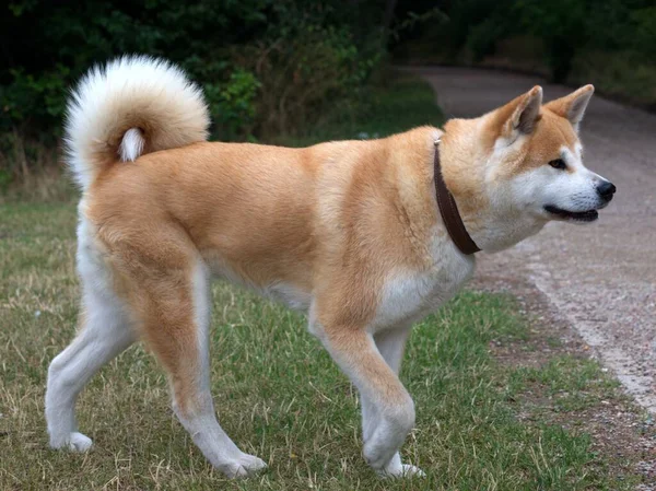 Japansk Akita Inu Hund Står Gräs Parken Solig Dag — Stockfoto