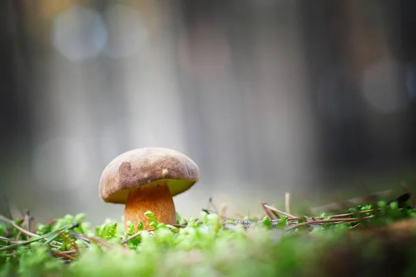 Cogumelo Polonês Imleria Badia Uma Floresta — Fotografia de Stock