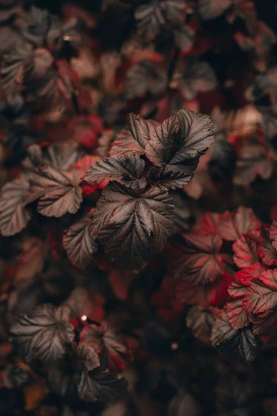 Parlak Sonbahar Yapraklarının Yakın Çekimi — Stok fotoğraf