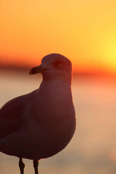 Vertical Closeup Beautiful Seagull Bright Sun Sunset — Stock Photo, Image