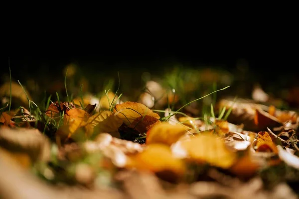 Koberec Zlatých Spadlých Listů Podzimním Lese — Stock fotografie