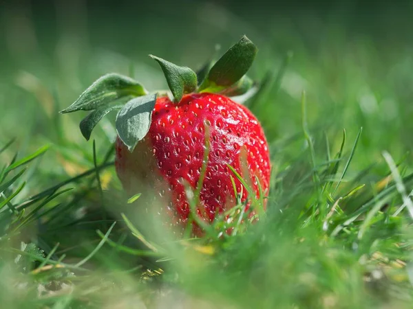 一张草莓果的特写照片躺在草地上 背景平淡 — 图库照片