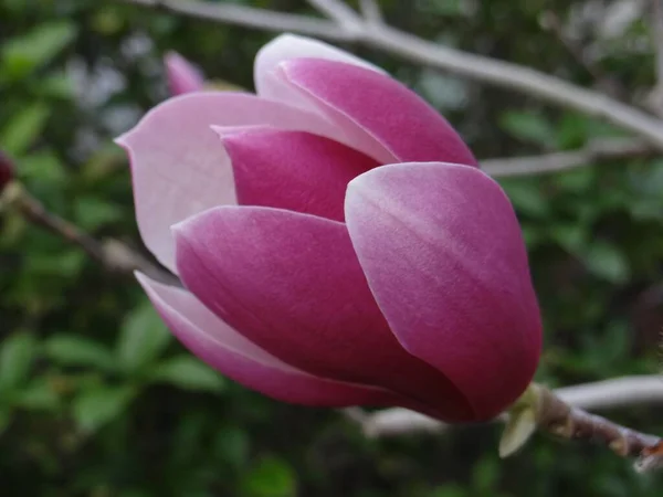 Zbliżenie Różowego Kwitnącego Magnolia Soulangeana — Zdjęcie stockowe