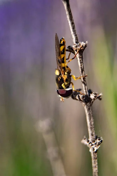 在模糊的背景下 一只黄蜂在一根细长的树枝上的特写镜头 — 图库照片