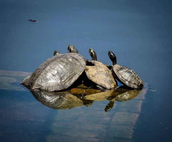 Güneşli Bir Günde Bir Grup Kaplumbağanın Bir Araya Toplandığı Manzaralı — Stok fotoğraf