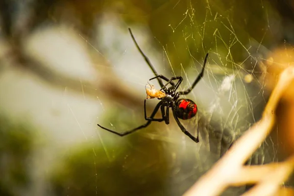 クモの糸に黒い未亡人のクローズアップ — ストック写真