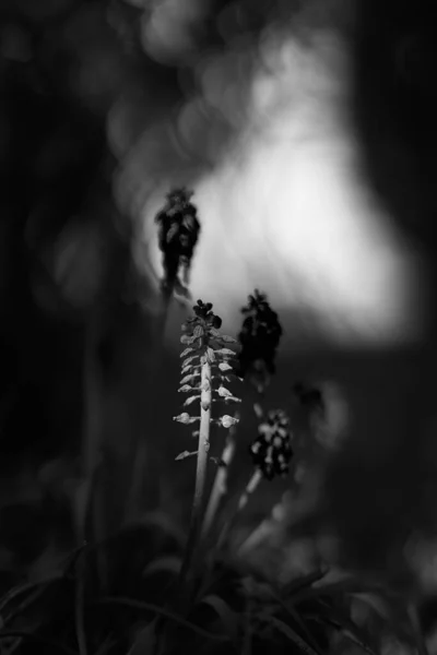 Вертикальний Сіркоподібний Знімок Рослини — стокове фото