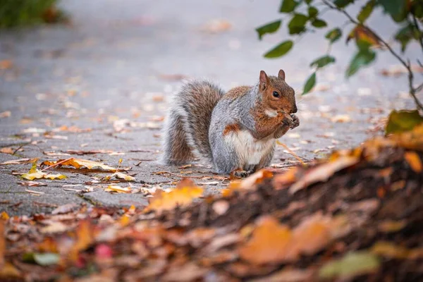 Ein Niedliches Eichhörnchen Park Auf Dem Verschwommenen Hintergrund Einem Sonnigen — Stockfoto