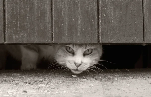 Selektiv Fokusbild Maltesisk Katt Som Kikar Genom Trädörr Spricka — Stockfoto