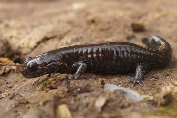 Detaillierte Nahaufnahme Eines Dunklen Und Seltenen Japanischen Ishizuchi Salamanders Hynobius — Stockfoto