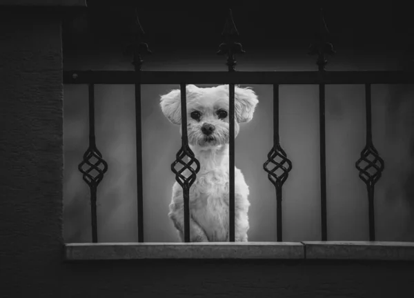 一个黑白照片拍到一只可爱的恶狗正看着监狱后面的摄像机 — 图库照片
