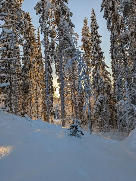 Вертикальний Знімок Землі Ялинок Вкритий Снігом Сонячним Світлом Над Ними — стокове фото