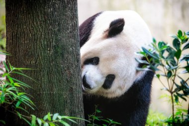 Panda leaning against tree