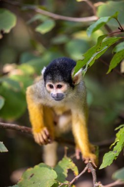 Monkey climbing on tree branches