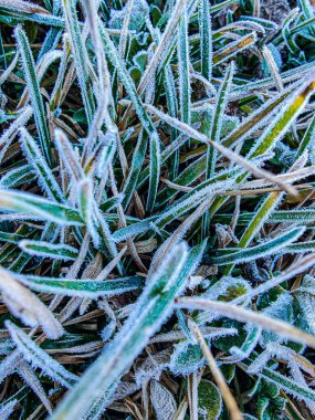 Güzel yeşil çimenler karlar altında, yaklaşın