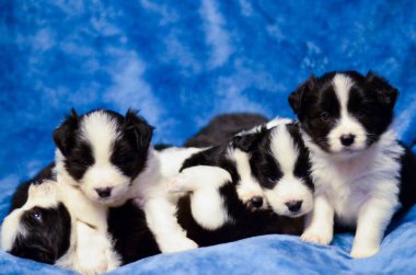 Dört siyah beyaz yavru dinleniyor.