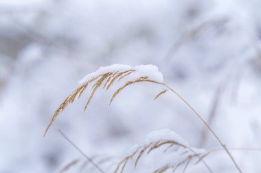 Karla kaplı bitkilerle güzel kış manzarası