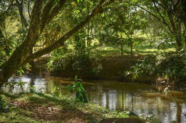 Nehir ve yeşil ağaçlı güzel bir park manzarası.