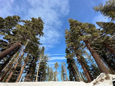 Ormanda yeşil ağaçlar ve güzel mavi gökyüzü