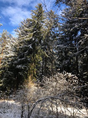 Kış manzarasında masmavi bir gökyüzünün ortasında karla kaplı ağaçlar.