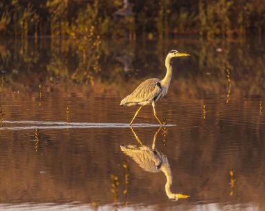 Yetişkin balıkçıl sığ sularda yürüyor, çimenli kıyılarda yansıyor.