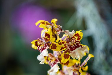 Yeşil arka planda canlı sarı ve kırmızı orkide çiçeğinin yakın plan çekimi.