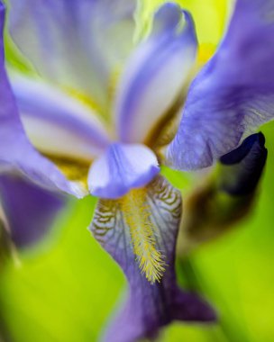Closeup of purple iris flower petals and yellow details
