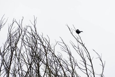 Bird perched on bare branches against cloudy sky
