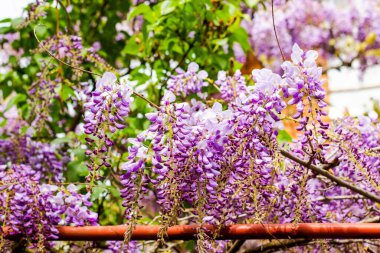 Clusters of purple flowers blooming on green vines
