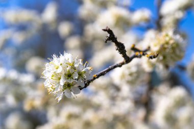 mavi gökyüzü karşı şube açan beyaz çiçekler