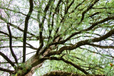 Branches of large tree reaching towards sky