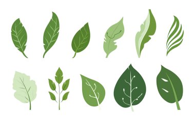 Farklı şekillerde sıralanmış yeşil yapraklar.