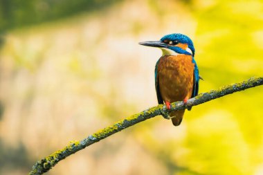 Doğanın bir dalına tünemiş renkli bir kuş.