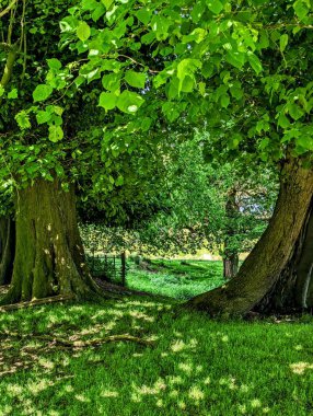 Yeşil yolu çevreleyen büyük ağaçları olan sakin bir manzara..