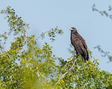 Kuşlar yemyeşil bir dalın üzerine tünediler..