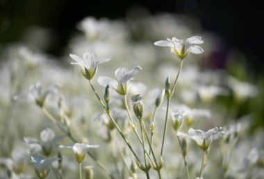 Güzel botanik çekimi, beyaz çiçekler.