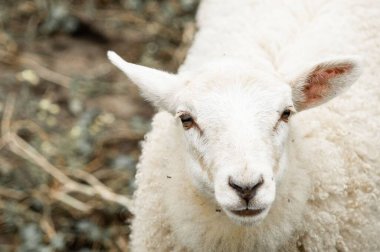 Kameraya bakan beyaz koyunların yakın çekim görüntüsü