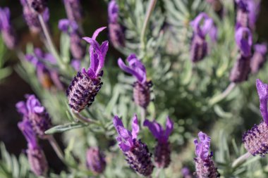 Güzel botanik çekimi, mor çiçekler.