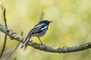 Ağaç dalında oturan tatlı kuş.