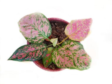 Beyaz arka planda izole edilmiş ev bitkisinin yakın görüntüsü