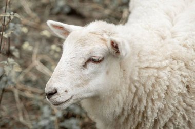 Kırsal alanda sakince duran bir koyun..