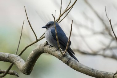 Doğada ince bir dalda oturan bir kuş..